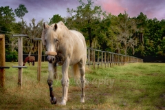 pets-white-horse-leg-bandaged