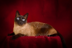 pets_Siamese_with_blue_eyes