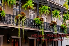 New-Orleans-16